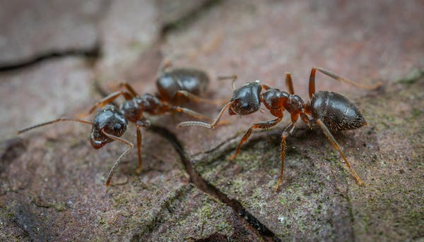 dva mravenci 